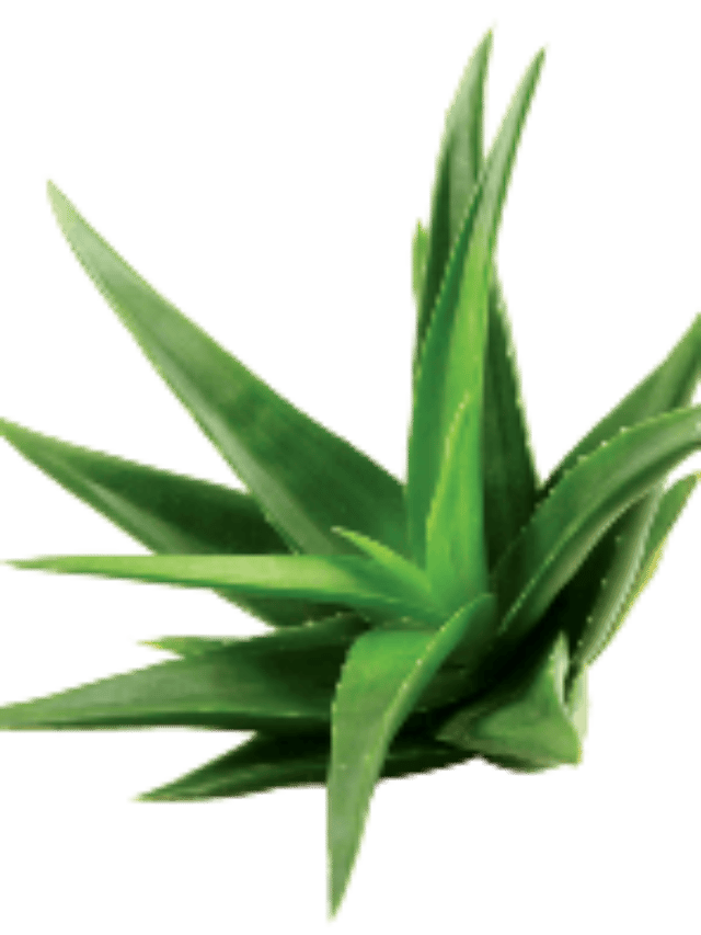 Aloe vera Is Used To Treat Eye Infections And Heart Disease