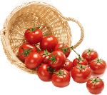 tomato (3)
