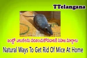 ఇంట్లో ఎలుకలను వదిలించుకోవడానికి సహజ మార్గాలు,Natural Ways To Get Rid Of Mice At Home
