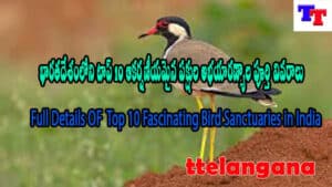 భారతదేశంలోని టాప్ 10 ఆకర్షణీయమైన పక్షుల అభయారణ్యాల పూర్తి వివరాలు,Full Details OF  Top 10 Fascinating Bird Sanctuaries in India